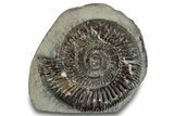 Jurassic Ammonite (Peronoceras) Fossil - England #279543-1